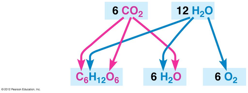 Figure 7.3B Reactants: roducts: 7.4 hotosynthesis is a redox process, as is cellular respiration hotosynthesis, like respiration, is a redox (oxidation-reduction) process.