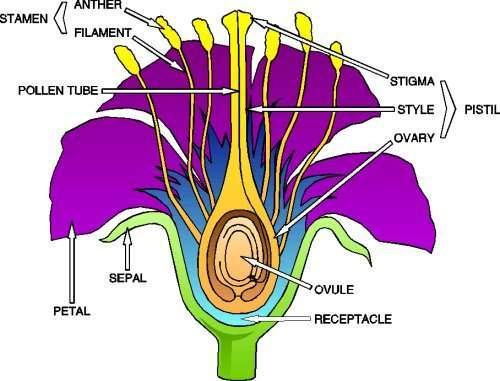 Part 2: Reproduction Just like a bird lays an egg to make a baby bird, most plants create seeds in order to make new plants. Section 1: Flowers Many plants use flowers as seed factories.
