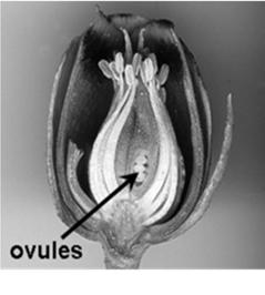 ovules,