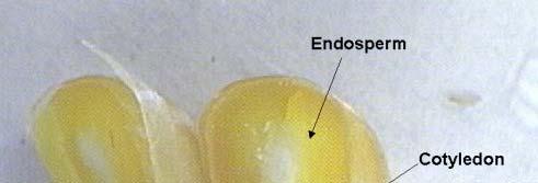parts: Seed coat Embryo Endosperm