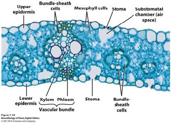 anatomy spongy mesophyll