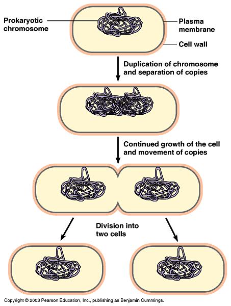 Cell Replacement Lost or damaged cells replaced Asexual Reproduction New organism formed!