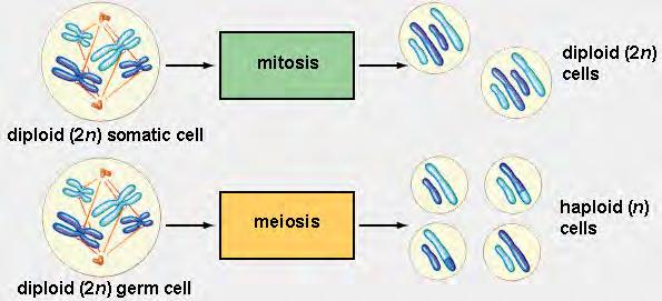 diploid cell then diploid daughter cells If haploid cell then