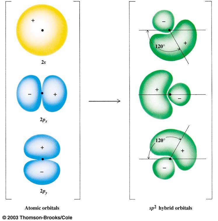 The hybridization of a s orbital and two p orbitals to produce three sp 2