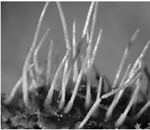 Anthocerotophyta Hornworts - small,