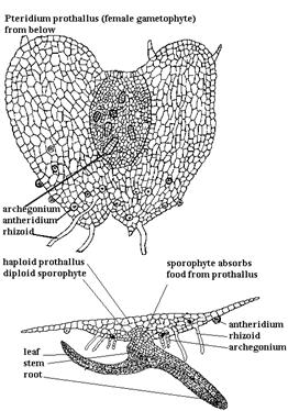 gametophyte Protonema develops