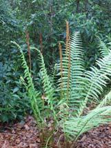 fronds Sporangia clustered