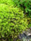 Nonvascular Plants mosses, liverworts and hornworts are nonvascular plants.