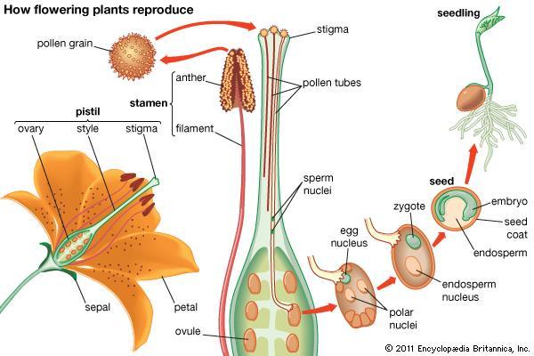 From Flower to Fruit to Seed Fertilized ovules develop into seeds, and the ovule wall becomes a seed coat.