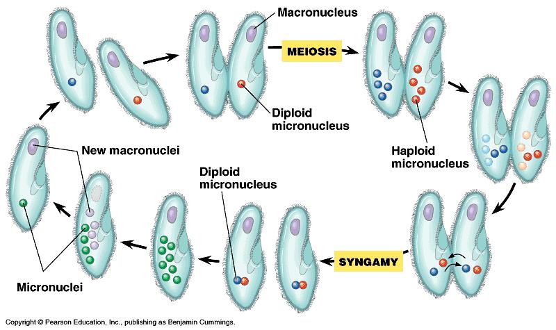 2.) : flagella bearing protists (zooflagellates) may have one or more flagellum to use