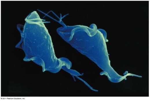 Are often parasites, for example, Giardia intestinalis (also known as Giardia lamblia) Parabasalids v Have reduced mitochondria called