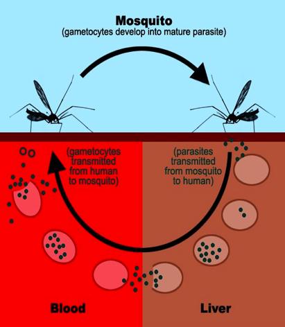 10-3 Inside mosquito Inside human Merozoite Responsible for some of the most serious human disease Malaria