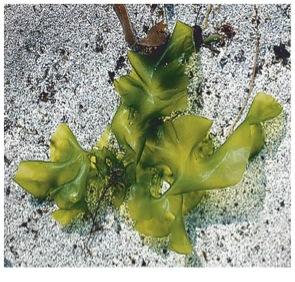 Charophytes Green algae 2 cm Nucleariids Fungi Choanoflagellates Animals (a) Ulva,