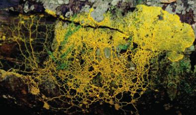 related to fungi and animals) This group includes two clades: the amoebozoans and
