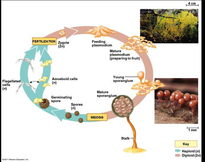 Molecular systematics places slime molds in the clade Amoebozoa Two types: