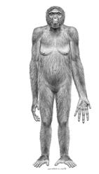 The Cenozoic: Miocene Miocene warm & moist at beginning Golden age of the Hominoids (apes) (early Miocene) Great