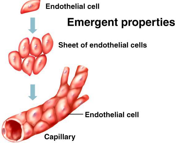 Each level of biological organization exhibits emergent properties (click link) Ex.