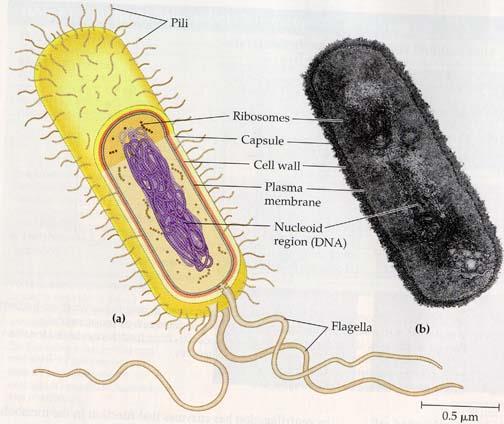 Traits of Prokaryotes: (pro-care-ee-ohts) 1.