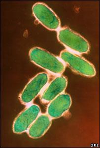 bacteria called the Bubonic Plague,