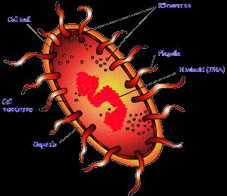 PROKARYOTIC Do not have structures surrounded by membranes Few internal structures