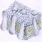 CELL MEMBRANE Flexible and thin covering, protects cells Outer membrane of cell that controls