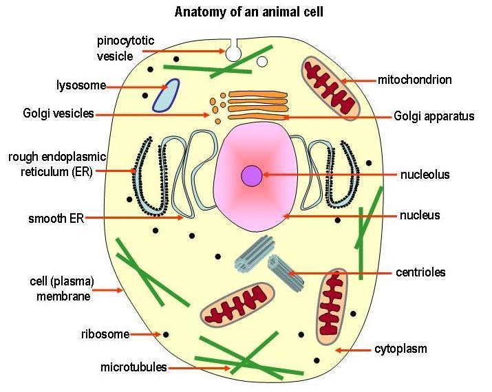 Gel-like mixture CYTOPLASM (not an organelle - but important) Surrounded by cell membrane