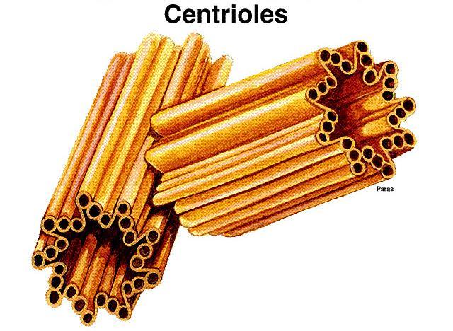 CENTRIOLE a) collections of microtubules (9 triplets) b)
