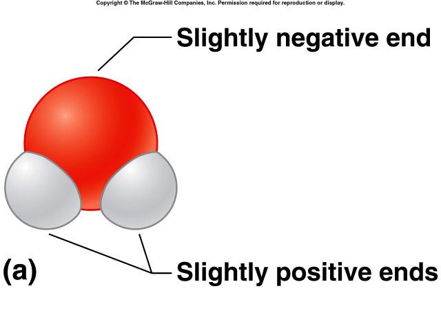 Polar Molecules Polar Molecule molecule with a slightly negative end and a slightly positive end