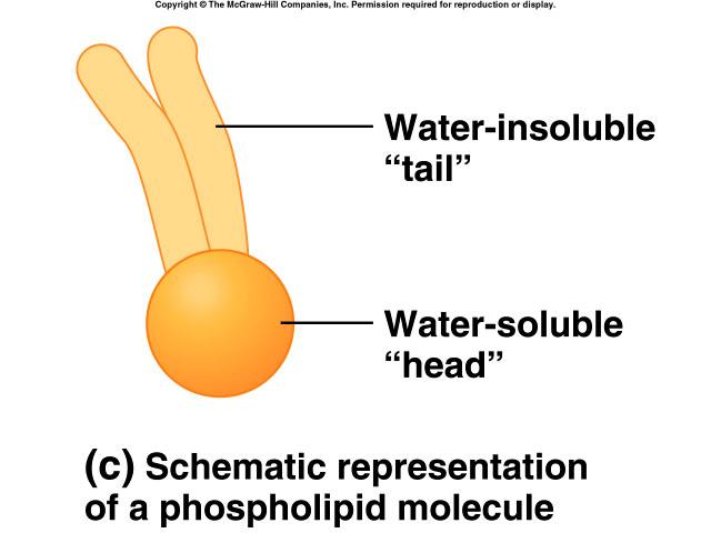 molecule hydrophilic and
