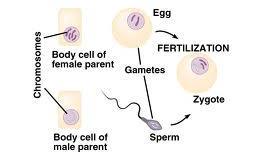Somatic Cells vs. Gametes Somatic cells are body cells (nerve cells, muscle cells, epithelial cells ).