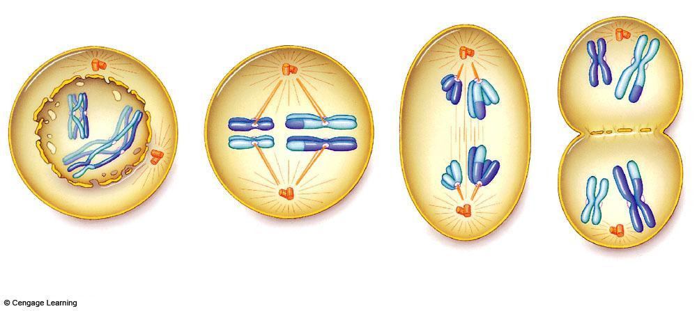 Meiosis I plasma membrane newly forming microtubules of the spindle one pair of homologous chromosomes spindle equator (midway between the two poles) breakup of nuclear envelope centrosome with a