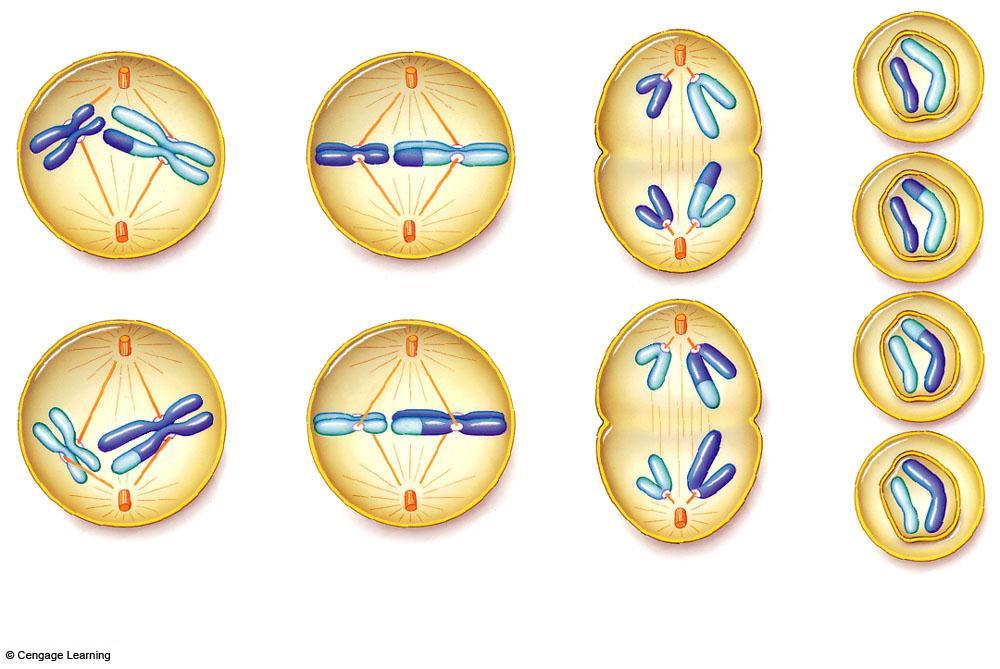 Meiosis II there is no DNA replication between the two divisions Prophase II Metaphase II Anaphase II Telophase II In each cell, one of two centrioles moves to the opposite side of the cell, and a