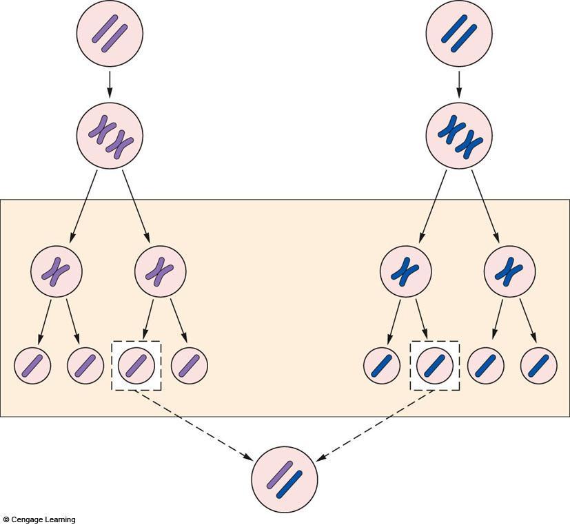 2n germ cell germ cell each chromosome duplicated during interphase n MEIOSIS I separation of homologues MEIOSIS II