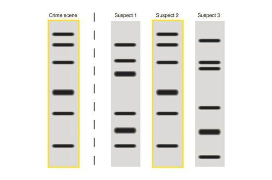 How can DNA be used to determine how closely related various organisms are? How can DNA be used to prove paternity (who the father is)? How is DNA separated in gel electrophoresis? Review Questions 1.