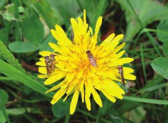 Common weeds like dandelions are highly attractive to pollinating insects like these hover flies.