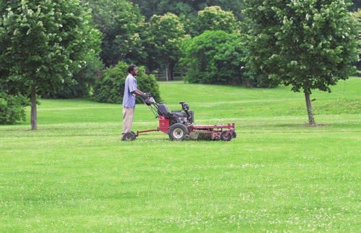 Regular mowing will significantly reduce the number of flowers and reduce pollinator foraging.