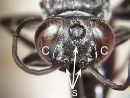 C C Simple Eyes (S) - ocelli Insects have 0-3 simple eyes.