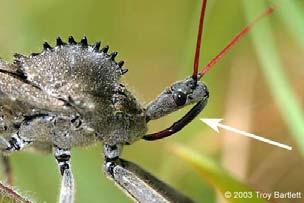 Examples: Aphids Mosquitoes Wheel bug 15 16 PIERCING-SUCKING MOUTHPARTS