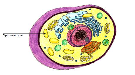 LT 2.2.2.B: Compare and contrast structural differences between a plant and animal cell. 12. What type of cell is shown in the diagram below? 13.
