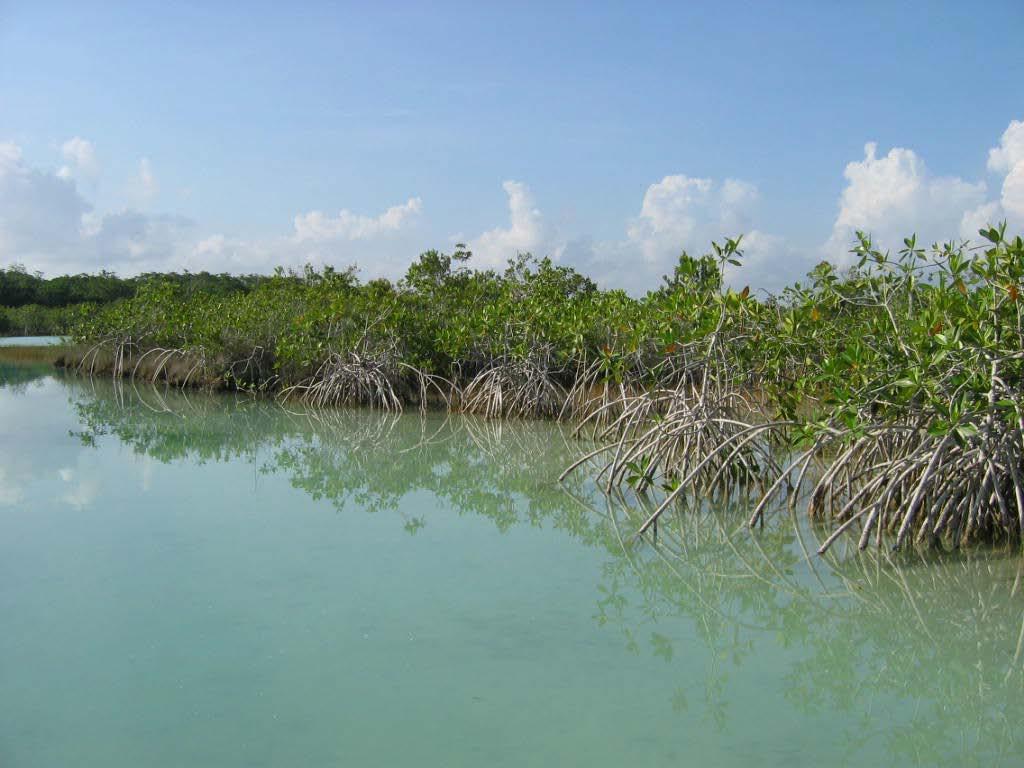 MANGROVES: ECOLOGY AND REPRODUCTION Beverly J.