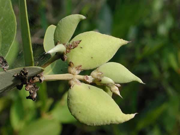viviparous (cryptovivipary) Black Mangrove fruits the embryo develops while on the