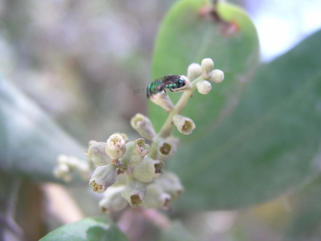 Or do different types of pollinators determine the male