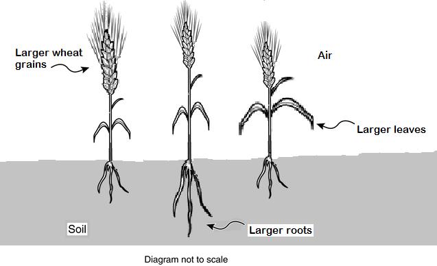 Wheat Field Item 1: Traits in the Environment The Types of Wheat Plants diagram shows wheat plants with different traits.