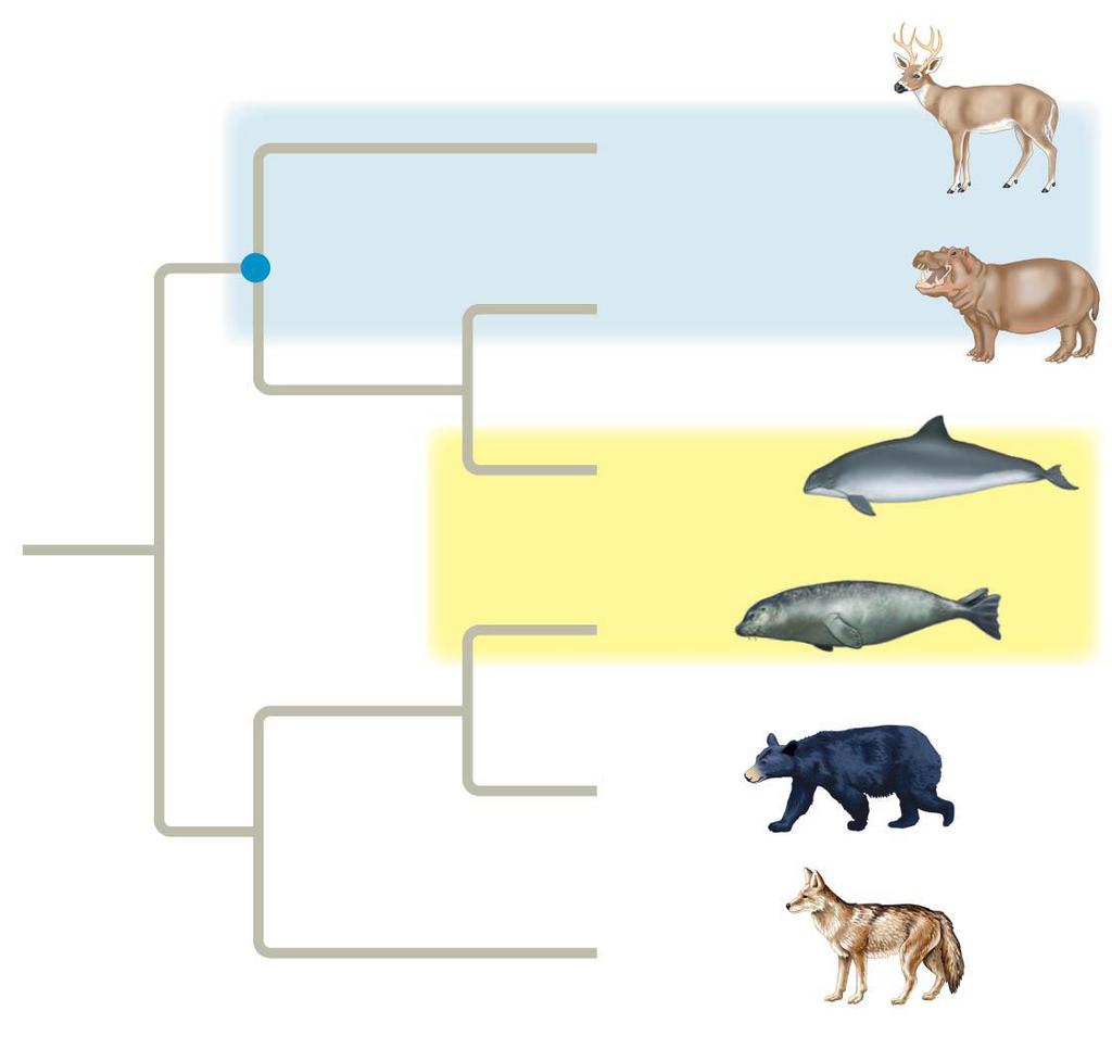 PARAPHYLETIC group consists of a single common ancestor and some (not all) of its descendants (b)