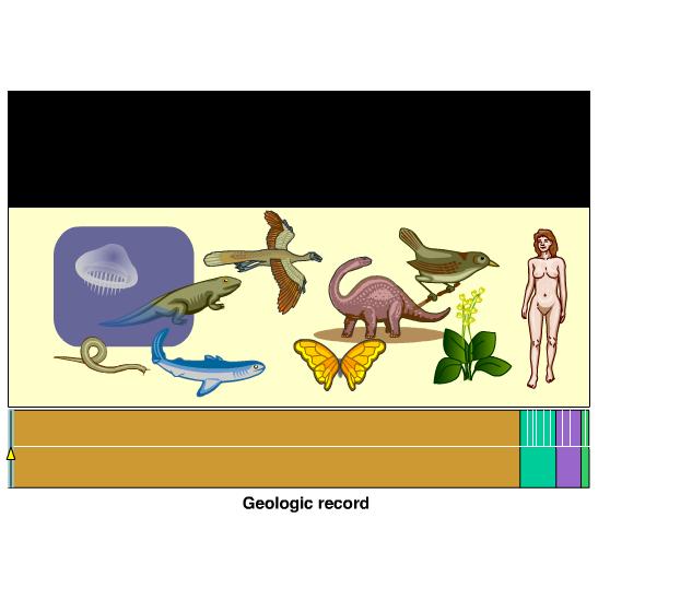 Animation: The Geologic Record
