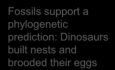 phylogenetic prediction: Dinosaurs built nests and