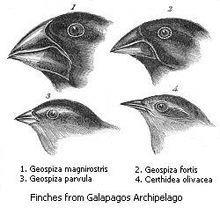 He found numerous species on the Galapagos Islands that were unknown These birds had beaks that were
