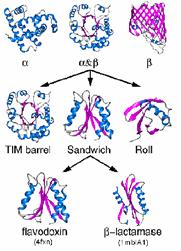 Protein structure classification is important because it organizes the protein
