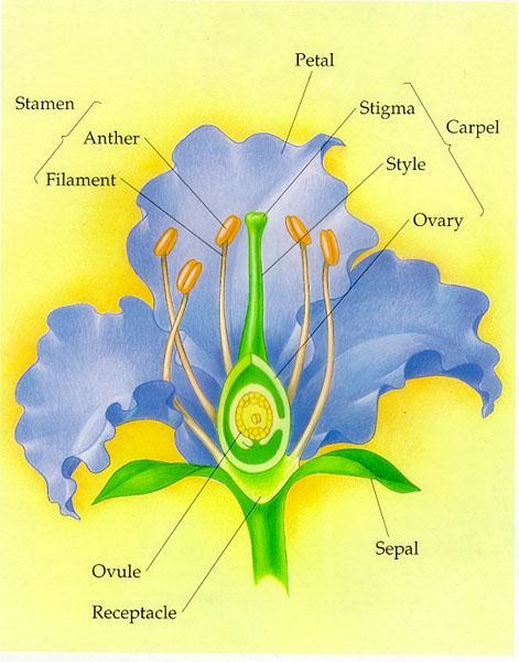 Flowers the reproductive structure of the