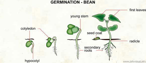 Germination Stages